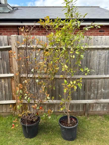 Photo of free 2x photinia bushes. Both 6ft + (Lower Shiplake RG9) #1