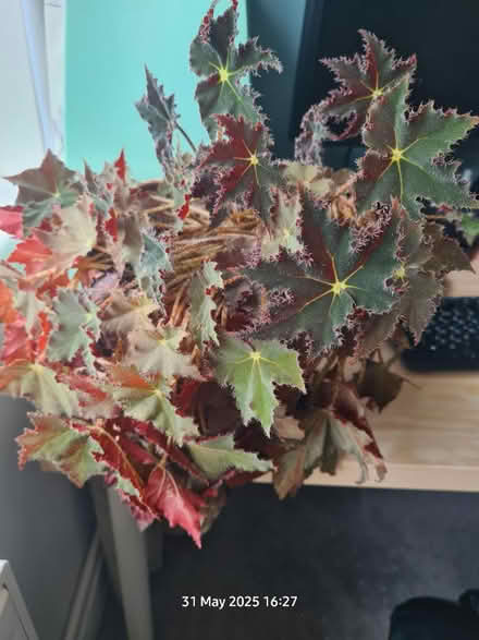 Photo of free plants and cutting to give away (BS24) #2