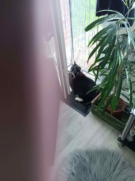 Photo of Cat Shelter Box - Weatherproof Outside (Elm Park RM12) #2