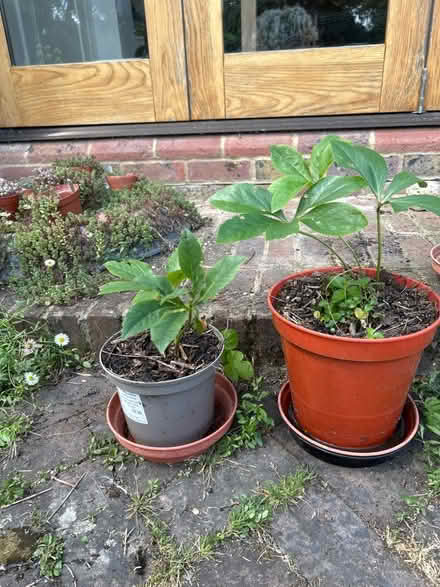 Photo of free Two Hellebore Plants (The Folders Lane Estate RH15) #1