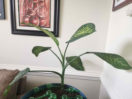 Photo of free Dieffenbachia -2 (Concord, near Harrisburg) #2