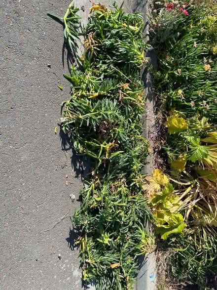 Photo of free Yellow flower ice plant cuttings (Near De Anza College) #2
