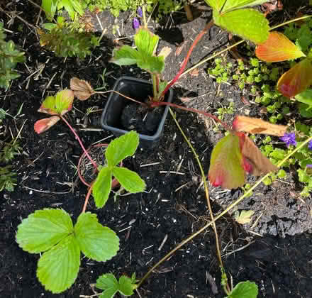 Photo of free strawberry plants (St Julians AL1) #1