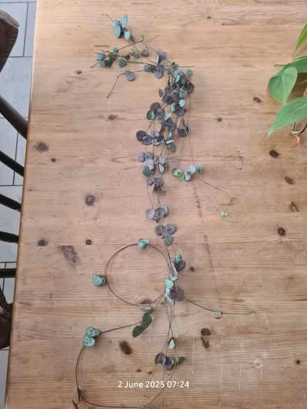Photo of free plants and cutting to give away (BS24) #1