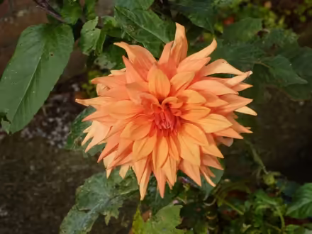 Photo of free Dahlias (Paignton TQ4) #1