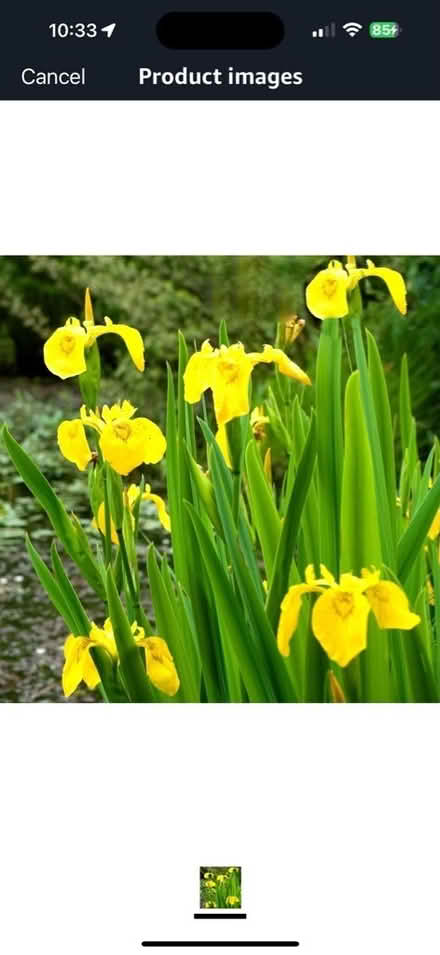 Photo of free Pond Iris (Buxton NR10) #1