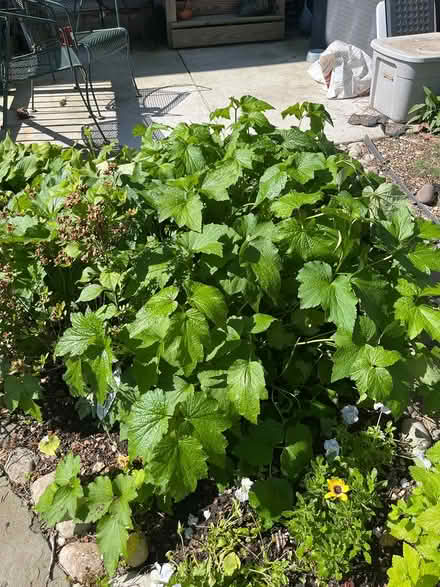 Photo of free Anemones (Brightwood Park) #1