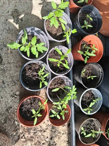 Photo of free Tomato seedlings (Orpington/Petts wood BR5) #1