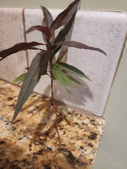Photo of free Baby peach trees (Concord, near Harrisburg) #1