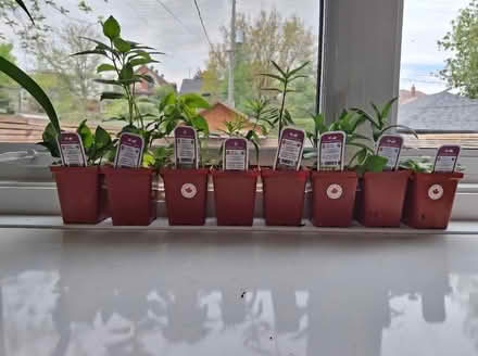Photo of Plant pots (Stittsville) #1