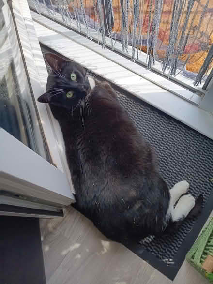 Photo of Cat Shelter Box - Weatherproof Outside (Elm Park RM12) #1