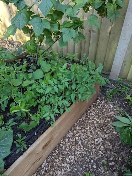 Photo of free Healthy cherry tom plants (Castlepoint BH8) #1