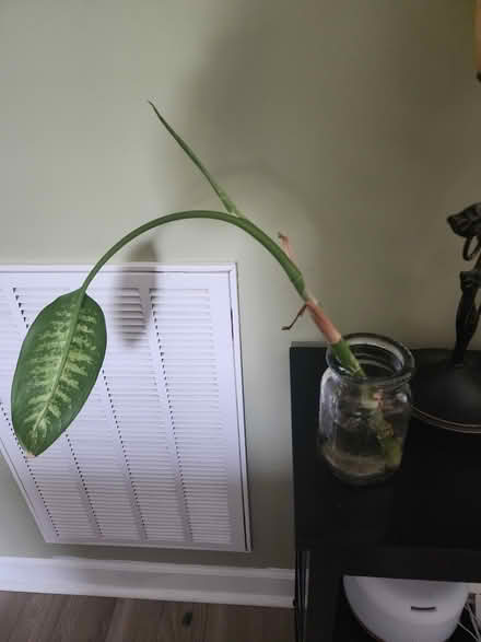 Photo of free Dieffenbachia -2 (Concord, near Harrisburg) #1
