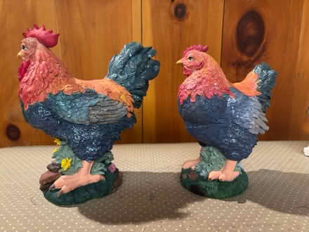 Photo of free Roosters (Close to Woburn YMCA) #1