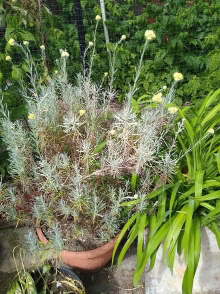 Photo of free Curry plant (Mile Cross NR3) #1