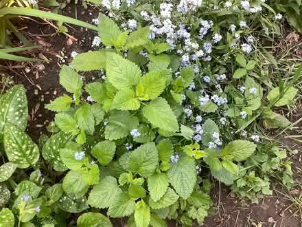 Photo of free Lemon Balm Plants (Beacon Hill North) #1