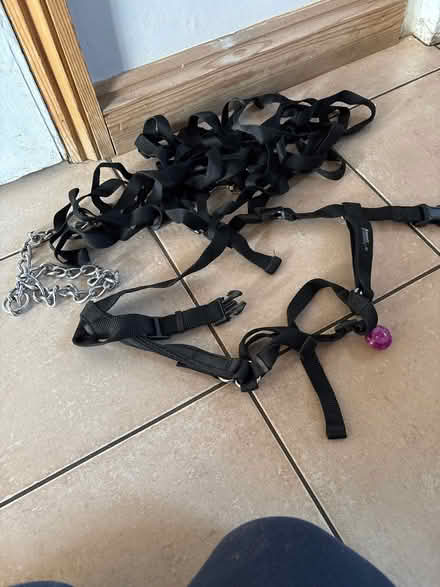 Photo of free Harness and chain long lead (Kings norton) #1