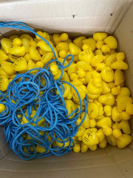Photo of free 1000 Plastic Ducks for Duck Race (Sandend AB45) #2