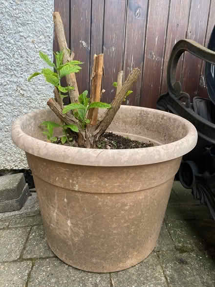 Photo of free Butterfly Bush (Great Kingshill HP15) #2