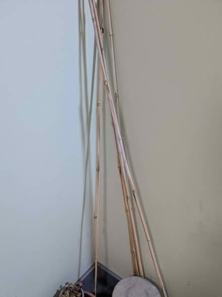 Photo of free Gardening bits and bobs (islington N1) #1