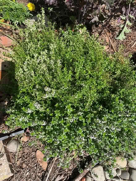 Photo of free Lemon balm, chives, thyme etc (Brightwood Park) #3