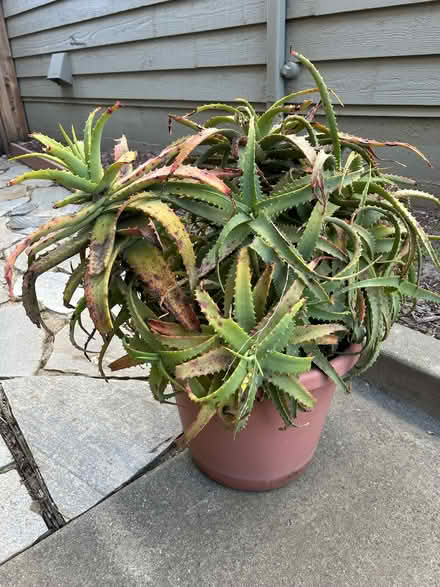 Photo of free Large Aloe Plant (Bay Farm Island) #1