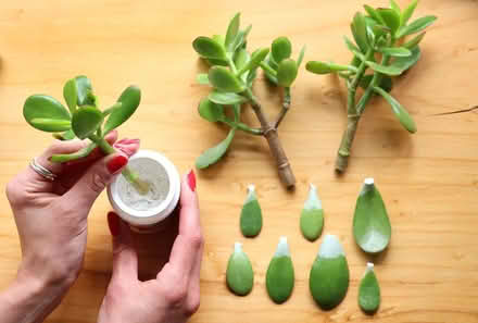 Photo of free Pile of Jade Plant Cuttings (Kingsmead) #1