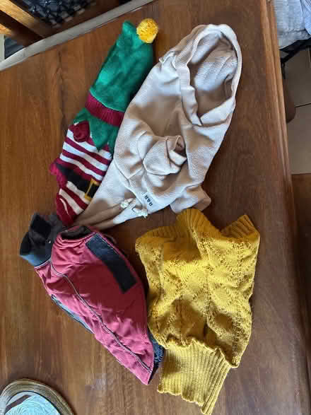 Photo of free Dog coats & jumpers (Kings norton) #1