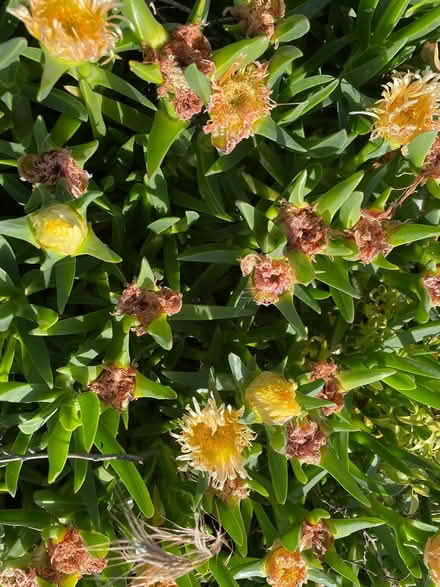 Photo of free Yellow flower ice plant cuttings (Near De Anza College) #1