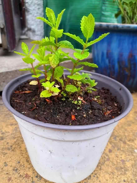 Photo of free Small mint plant (Newmills KY12) #1