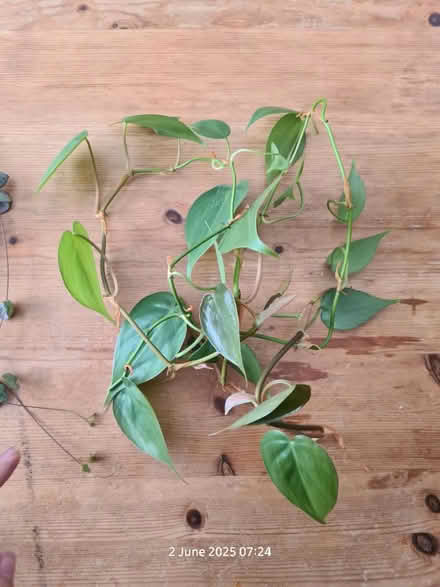 Photo of free plants and cutting to give away (BS24) #3
