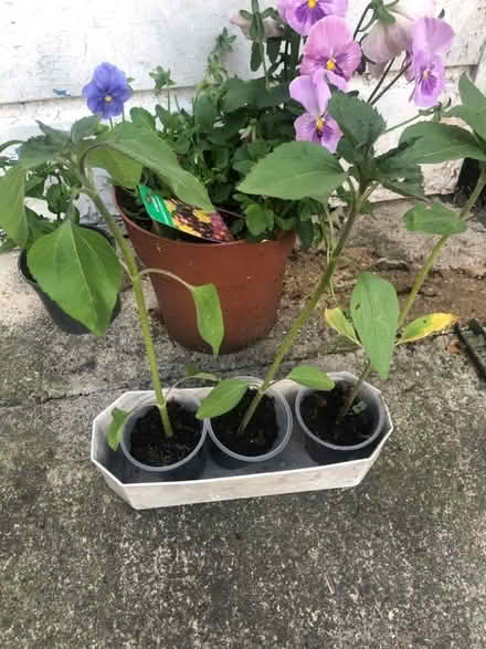 Photo of free 3 sunflowers (Westbury BA13) #1