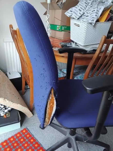 Photo of free Office chair, lightly mauled (Marton Bank FY4) #3