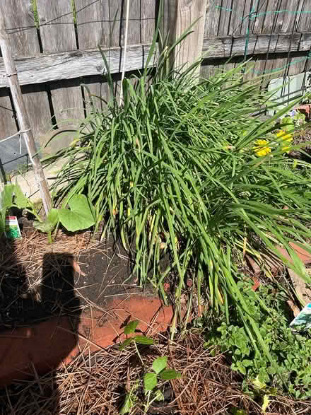 Photo of free Lemon balm, chives, thyme etc (Brightwood Park) #2