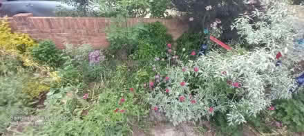Photo of free Assorted flower seeds (Woodley RG5) #1