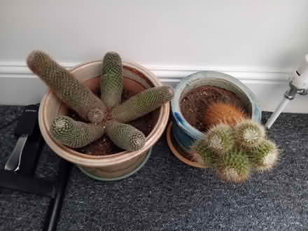 Photo of free 2x cactus (Boscombe) #1