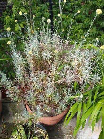 Photo of free Curry plant (Mile Cross NR3) #2