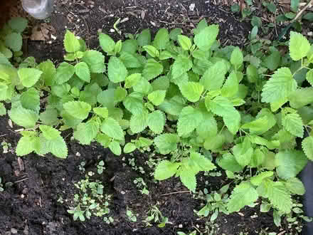 Photo of free Lemon Balm Plants (Beacon Hill North) #2