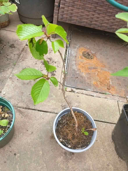 Photo of free small hazel tree (Stoke Heath CV6) #1