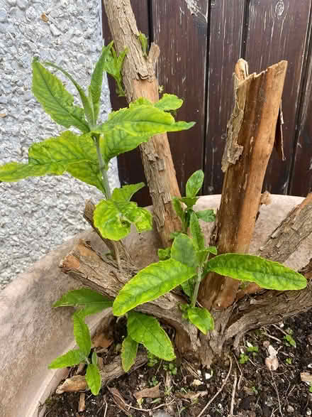 Photo of free Butterfly Bush (Great Kingshill HP15) #1
