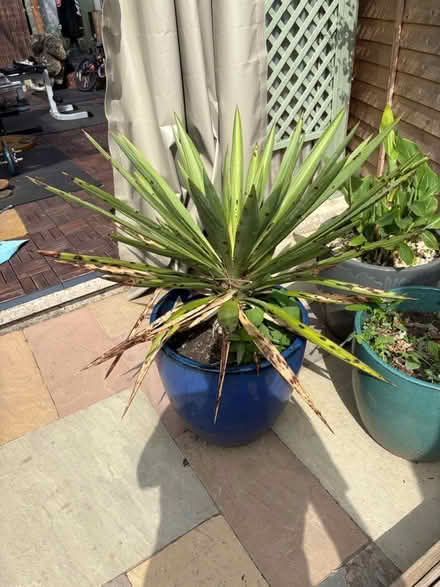 Photo of free Large outdoor flowering Yucca plant (HP5 Chesham) #1