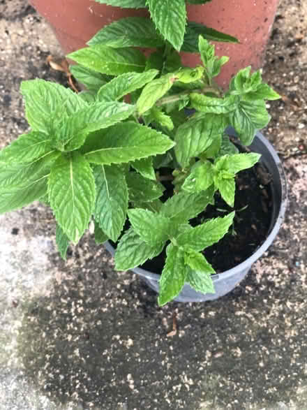 Photo of free Garden mint (Westbury Wilts BA13) #1
