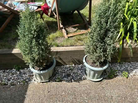 Photo of free Potted fir trees (Epsom KT19) #1
