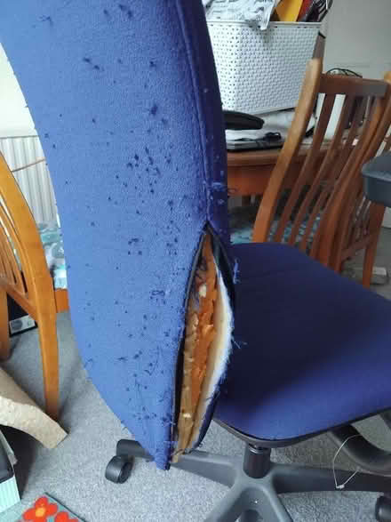 Photo of free Office chair, lightly mauled (Marton Bank FY4) #2