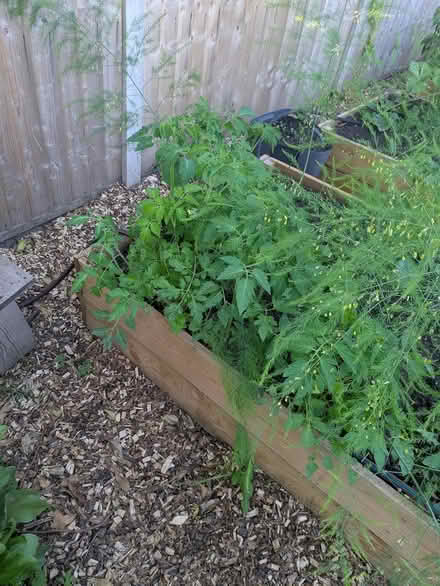 Photo of free Healthy cherry tom plants (Castlepoint BH8) #2