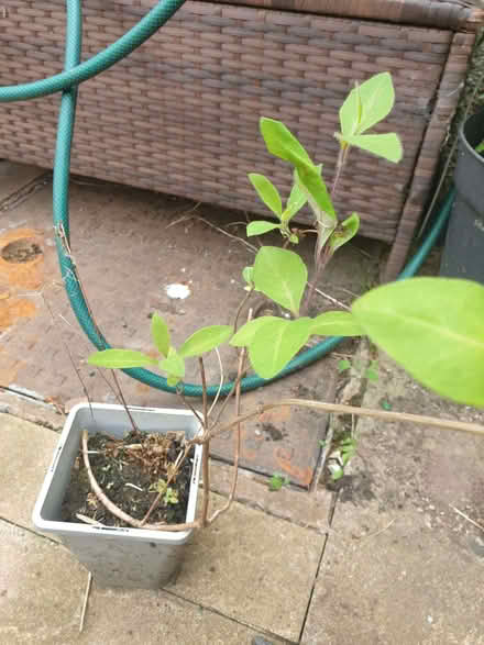 Photo of free honeysuckle plant in pot (Stoke Heath CV6) #1