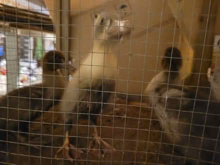 Photo of free 3 Muscovy ducklings (Dixie and Clark Bramalea) #1