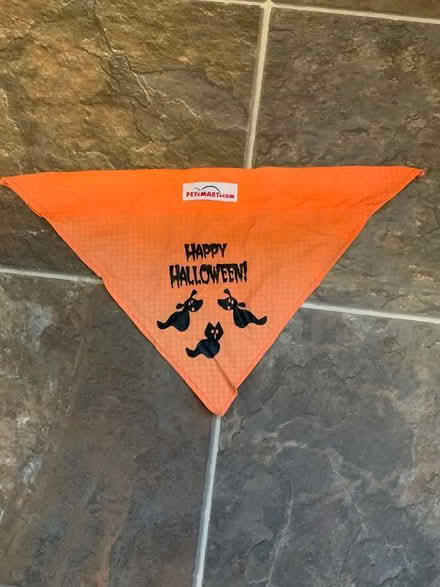Photo of free Small dog Halloween bandana (West Groton) #1