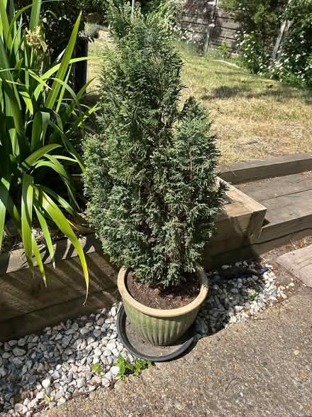 Photo of free Potted fir trees (Epsom KT19) #2