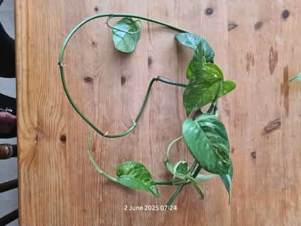 Photo of free plants and cutting to give away (BS24) #4
